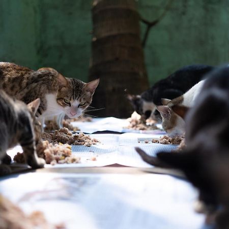 Alass Ga For Pets Lovers Trincomalee Dış mekan fotoğraf