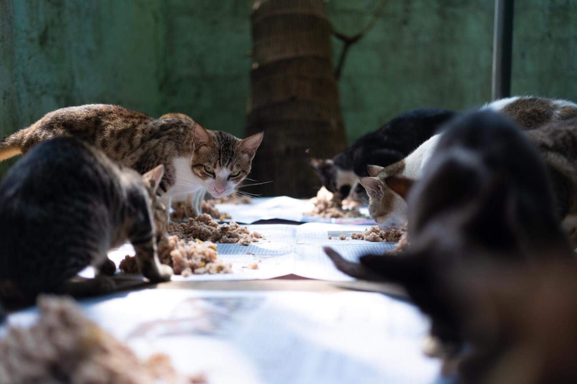 Alass Ga For Pets Lovers Trincomalee Dış mekan fotoğraf