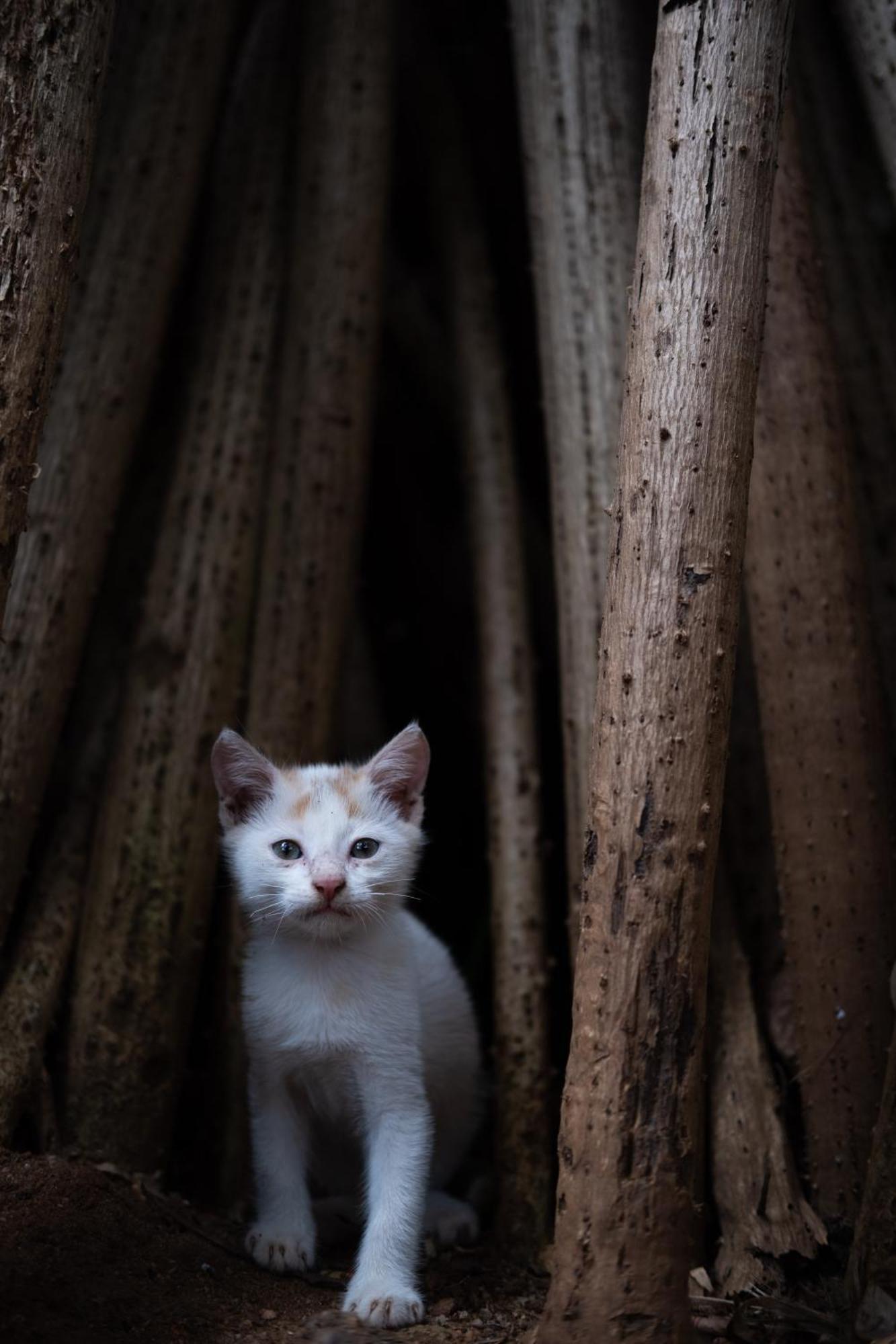 Alass Ga For Pets Lovers Trincomalee Dış mekan fotoğraf