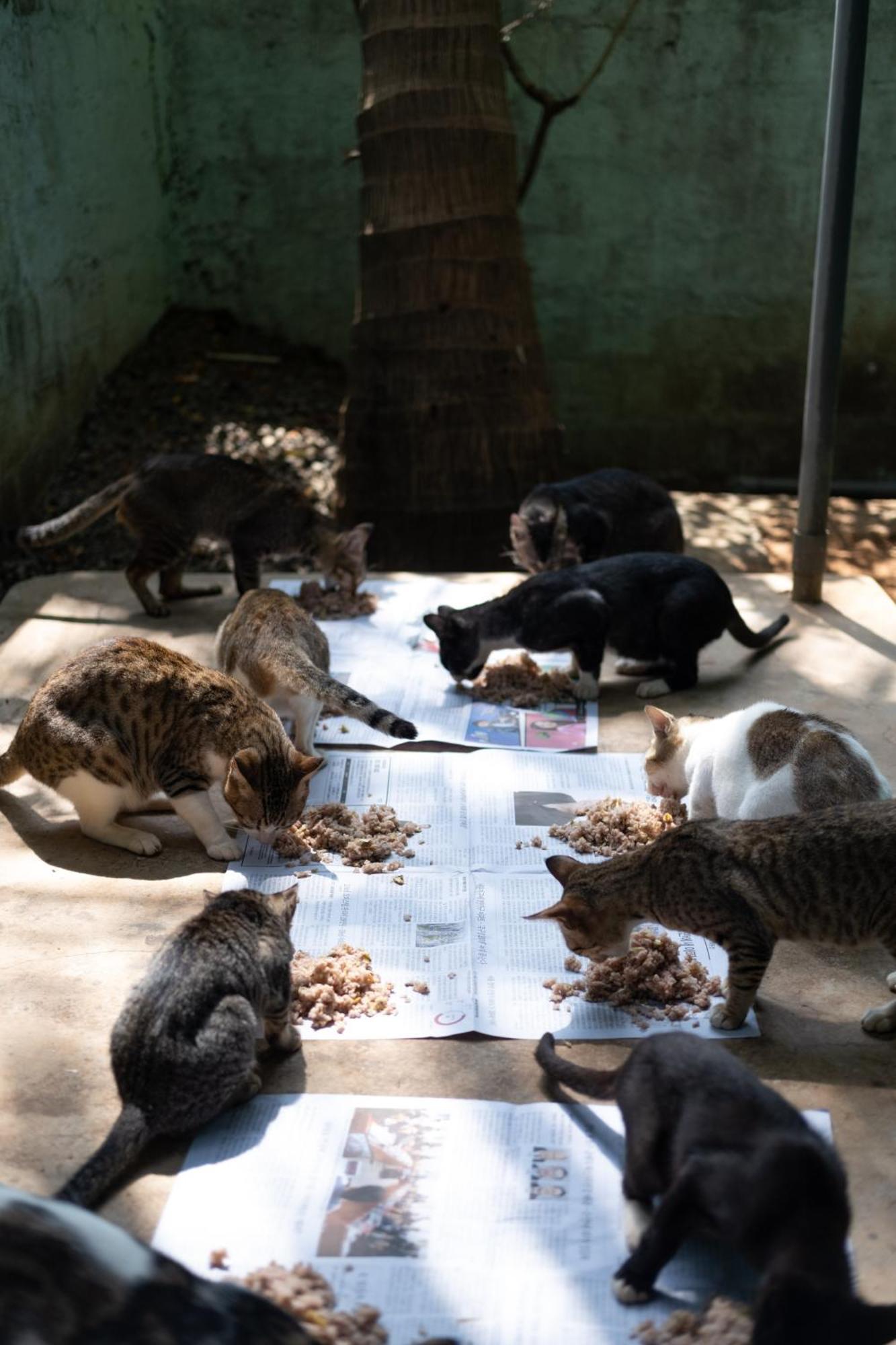 Alass Ga For Pets Lovers Trincomalee Dış mekan fotoğraf