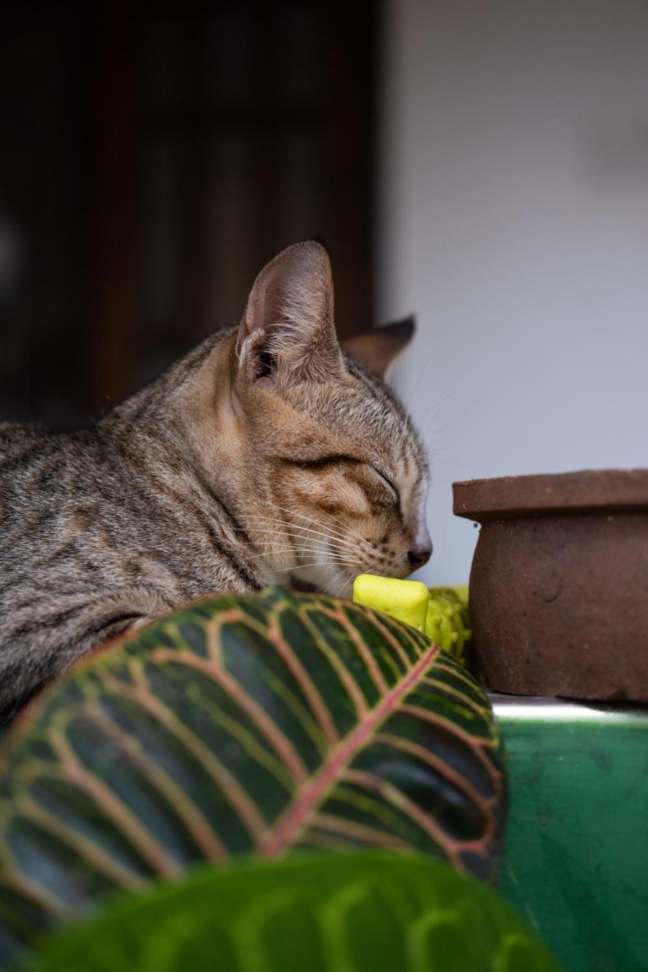 Alass Ga For Pets Lovers Trincomalee Dış mekan fotoğraf