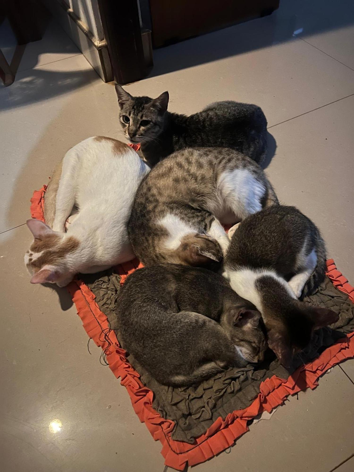 Alass Ga For Pets Lovers Trincomalee Dış mekan fotoğraf