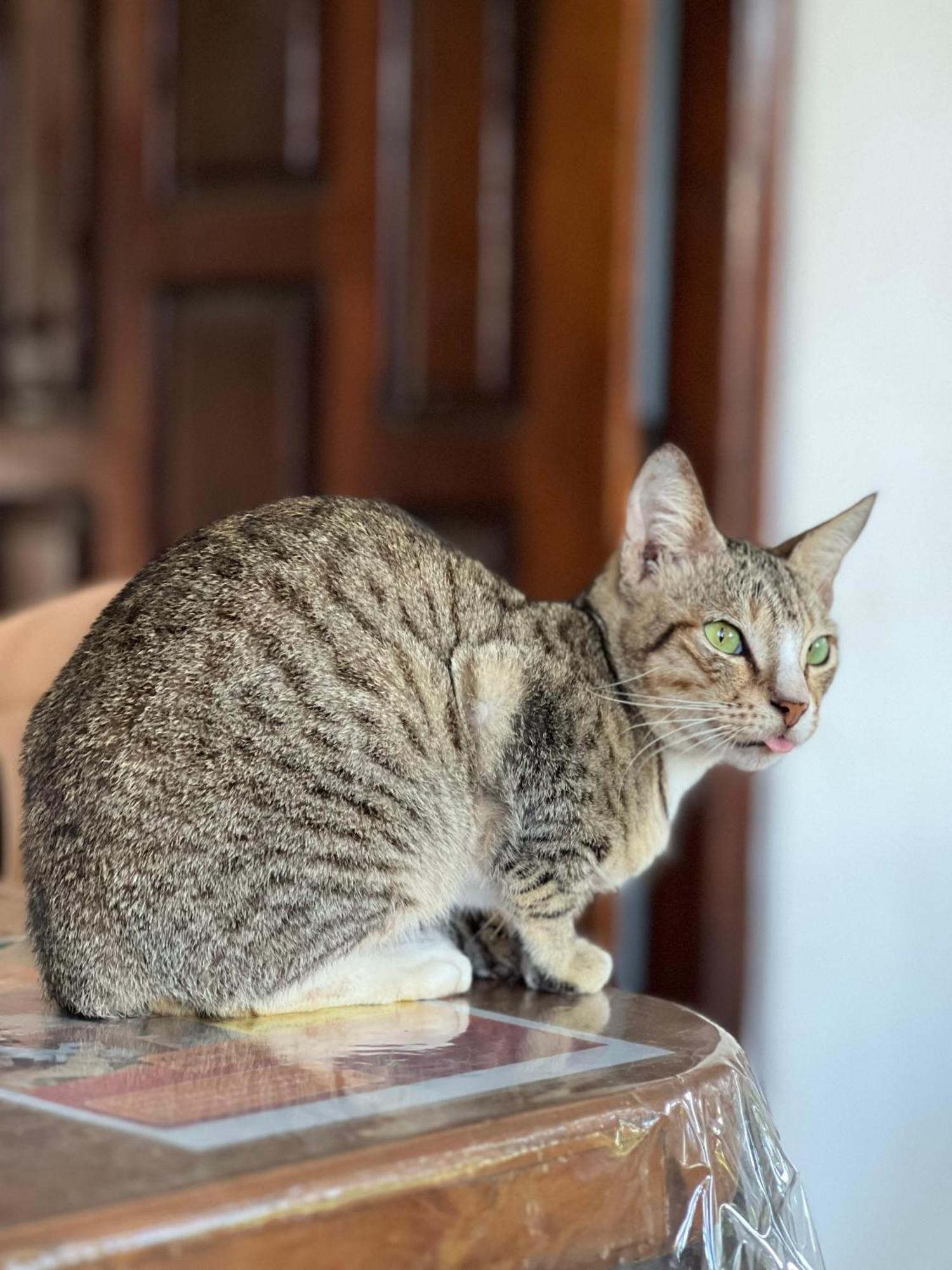 Alass Ga For Pets Lovers Trincomalee Dış mekan fotoğraf