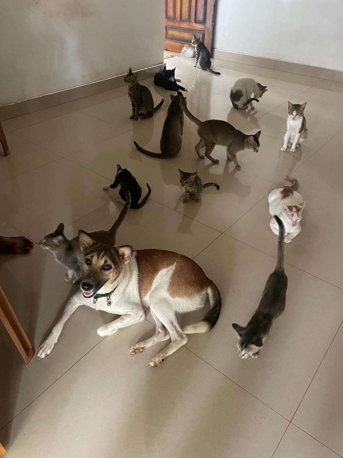 Alass Ga For Pets Lovers Trincomalee Dış mekan fotoğraf