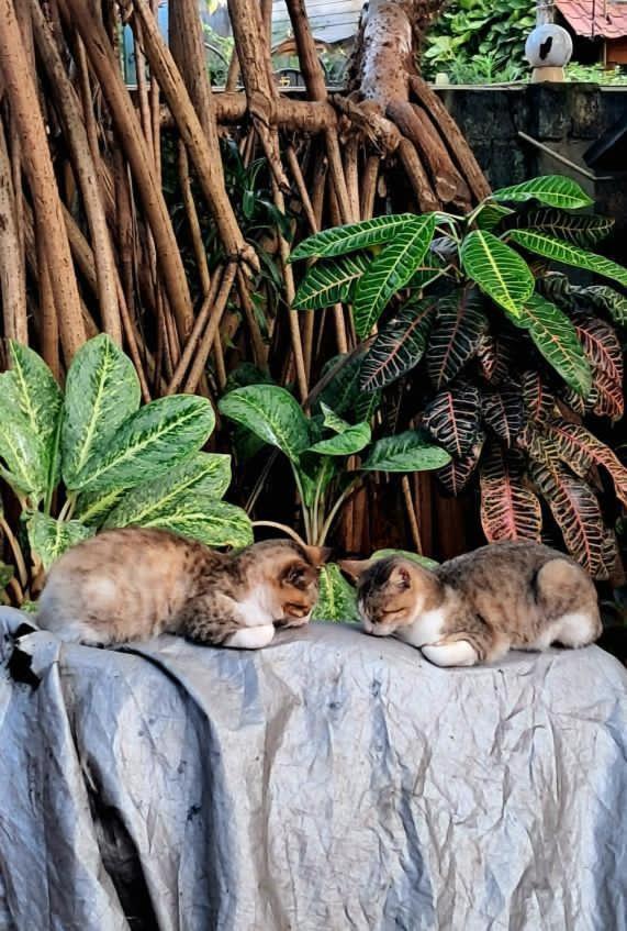 Alass Ga For Pets Lovers Trincomalee Dış mekan fotoğraf