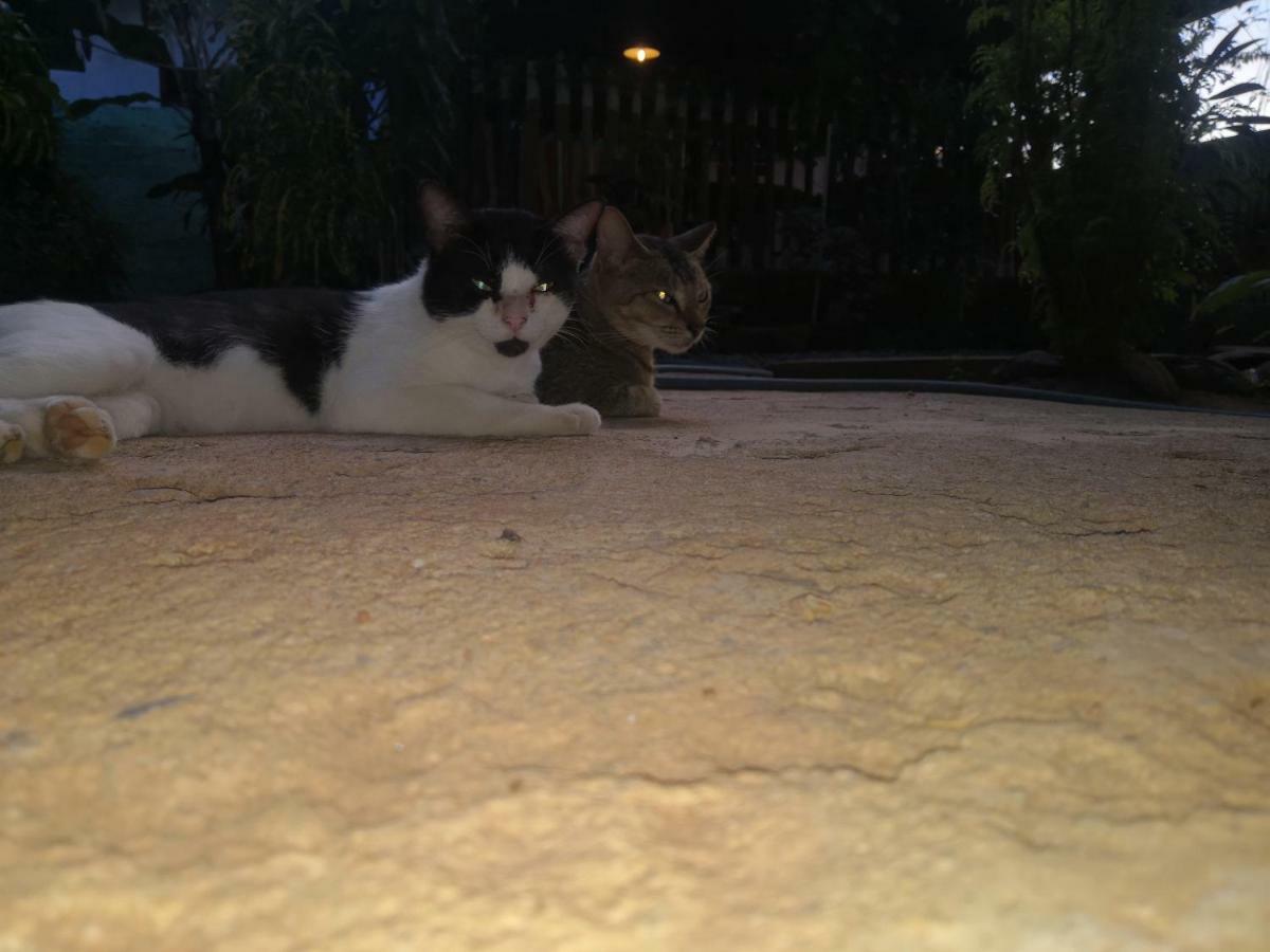 Alass Ga For Pets Lovers Trincomalee Dış mekan fotoğraf